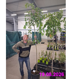 Morus alba 'Pendula' C 30 L